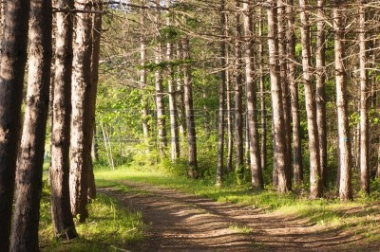 Dirt Road in the Woods